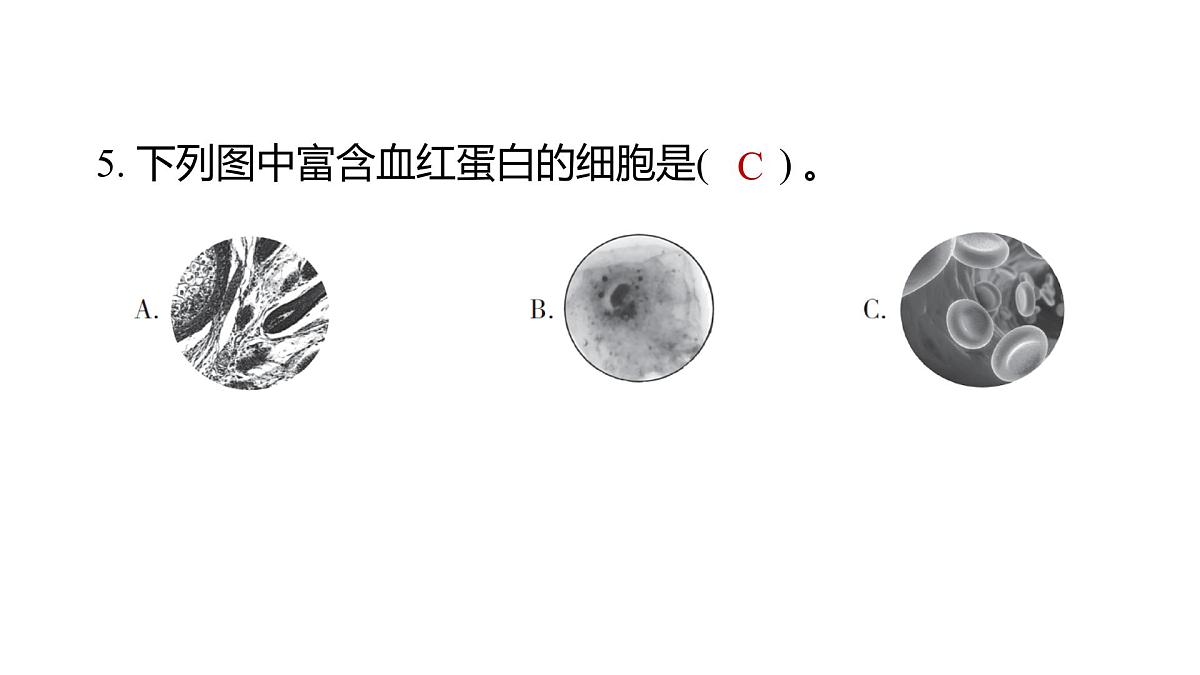 2025年教科版六年级科学上册 1.5 观察更多的生物细胞（复习课件）第6页