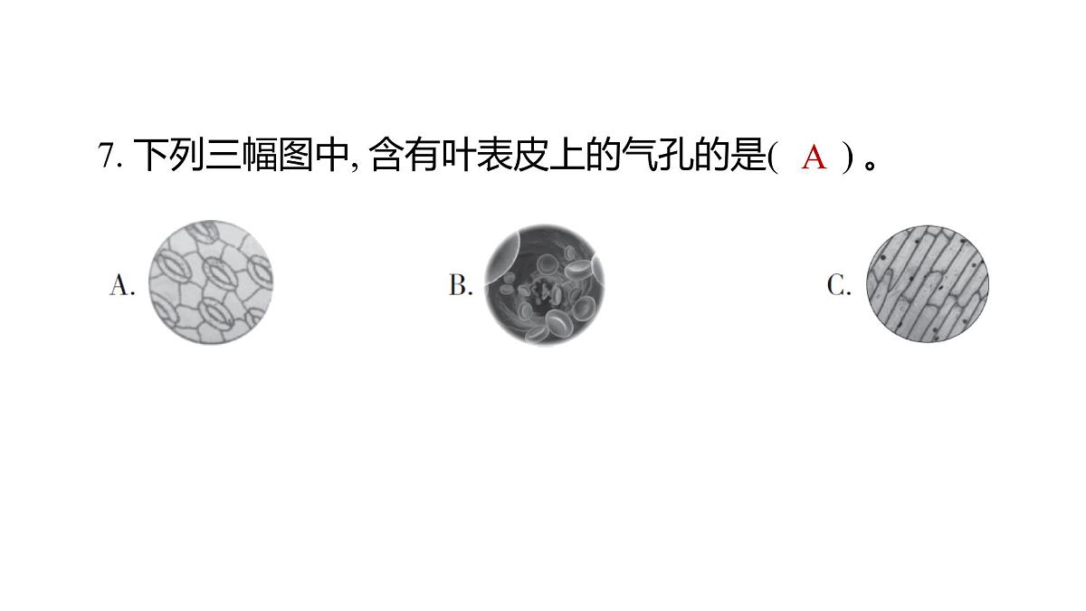 教科版六年级科学上册 2024—2025 第一学期温州市苍南县期末教学质量监测（课件）第8页