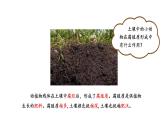 蘇教版（2024）科學(xué)三年級(jí)上冊(cè) 1.3 肥沃的土壤（課件）
