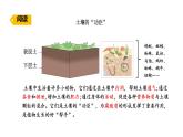 蘇教版（2024）科學(xué)三年級(jí)上冊(cè) 1.3 肥沃的土壤（課件）