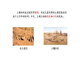 蘇教版（2024）科學(xué)三年級(jí)上冊(cè) 1.4 植被與土壤（課件）