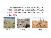 蘇教版（2024）科學(xué)三年級(jí)上冊(cè) 1.4 植被與土壤（課件）