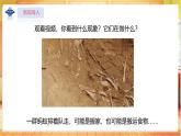 【蘇教版】一上科學(xué)  3.7《事實(shí)與猜想》課件+教案+素材