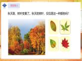 【蘇教版】一上科學(xué)  3.9《探究秋葉的秘密》課件+教案+素材