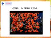 【蘇教版】一上科學(xué)  3.9《探究秋葉的秘密》課件+教案+素材