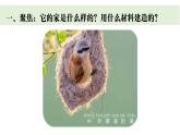 2025年教科版二年級(jí)科學(xué)上冊 1《動(dòng)物的家》課件
