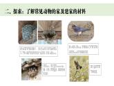 2025年教科版二年級(jí)科學(xué)上冊 1《動(dòng)物的家》課件