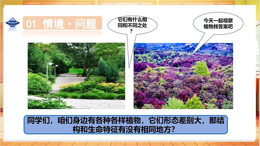 1.1 一株植物（教学课件）科学粤教粤科版三年级上册（新教材）第4页