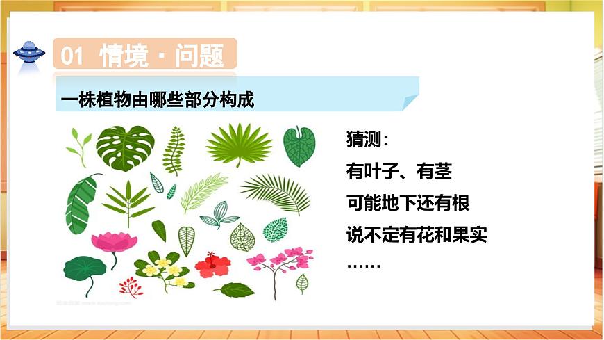 1.1 一株植物（教学课件）科学粤教粤科版三年级上册（新教材）第6页