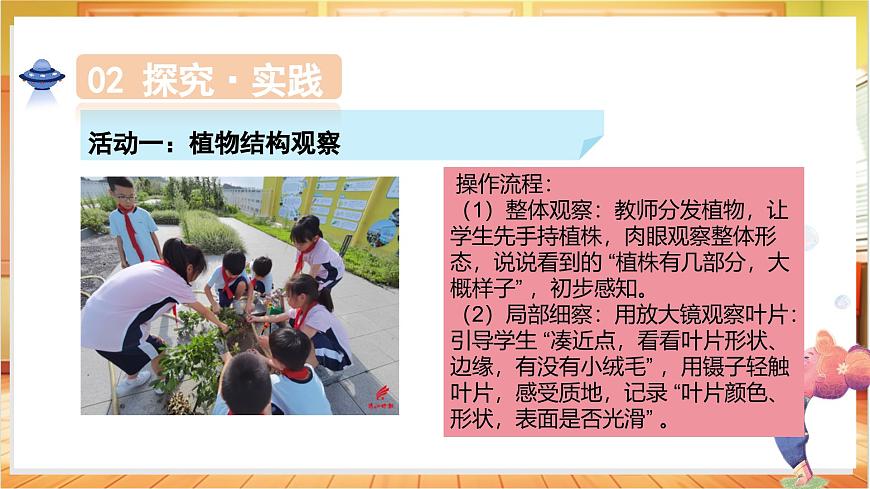 1.1 一株植物（教学课件）科学粤教粤科版三年级上册（新教材）第7页