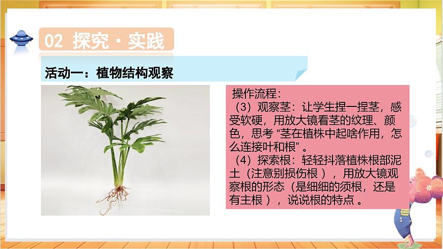 1.1 一株植物（教学课件）科学粤教粤科版三年级上册（新教材）第8页