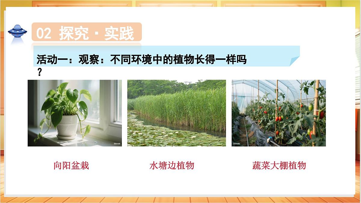 1.2 植物需要什么（教学课件）科学粤教粤科版三年级上册（新教材）第8页