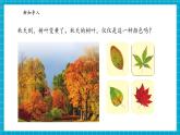 【大单元核心素养】苏教版科学一上3.9《探究秋叶的秘密》单元整体设计+课件+教案+素材