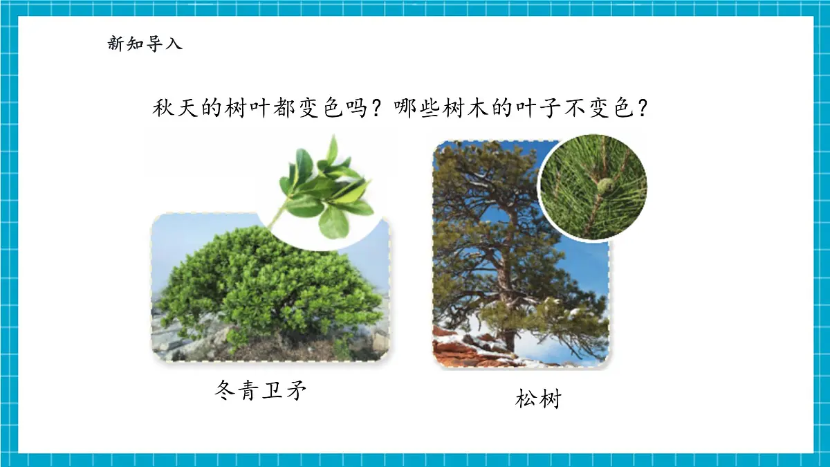 【大单元整体教学】3.9《探究秋叶的秘密》课时课件第6页