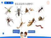 2025年秋湘科版三年级科学上册 3-11 昆虫（课件+教案含练习及答案）