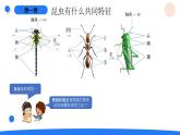 2025年秋湘科版三年级科学上册 3-11 昆虫（课件+教案含练习及答案）
