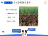 2025年秋湘科版三年级科学上册 4-16 采集土壤（课件+教案含练习及答案）