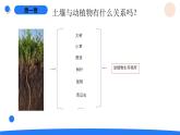 2025年秋湘科版三年级科学上册 4-16 采集土壤（课件+教案含练习及答案）