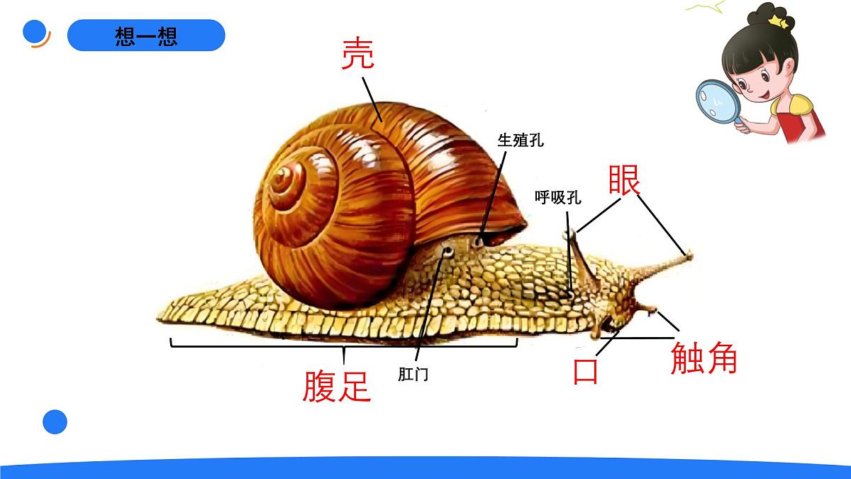 1-3观察蜗牛的反应第3页