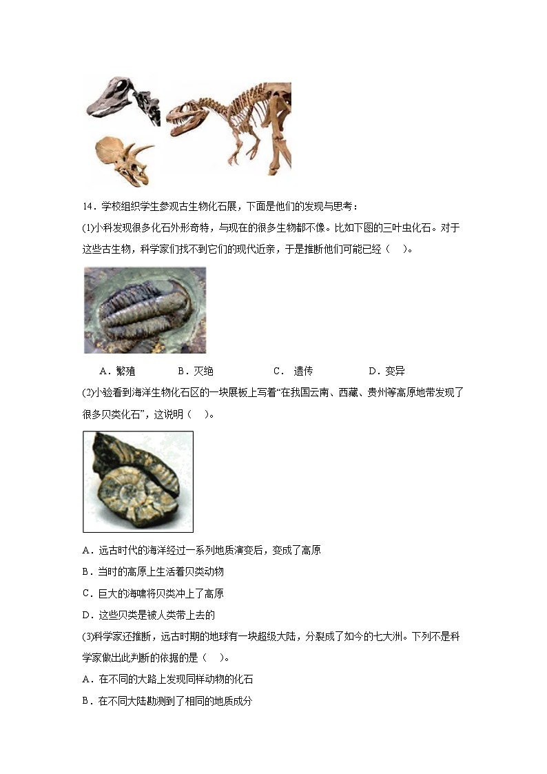 教科版六年级下册科学《古代生物的多样性》一课一练（含答案）第3页