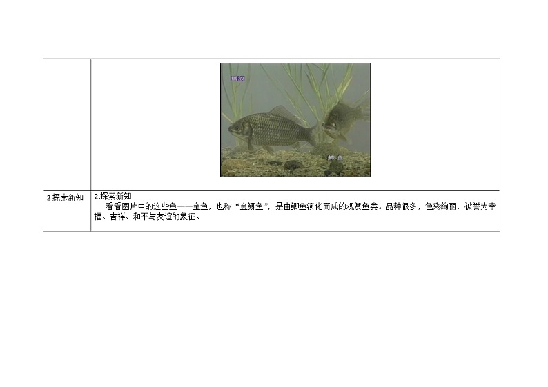 三年级上册科学教案 第二单元《金鱼》教科版02