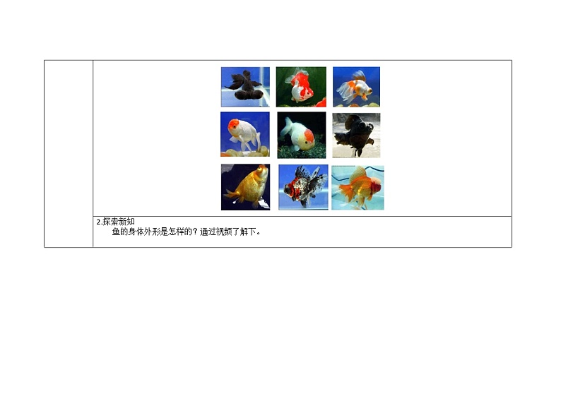 三年级上册科学教案 第二单元《金鱼》教科版03
