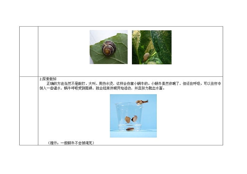 三年级上册科学教案 第二单元《蜗牛（二）》教科版第2页