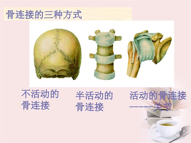 苏教科学四下《1.2关节》课件03