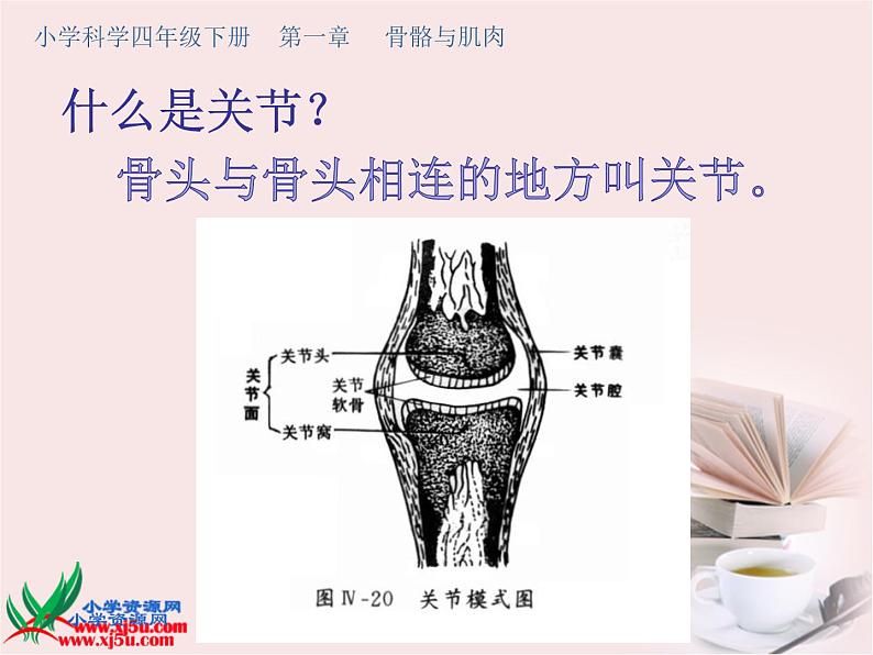 苏教科学四下《1.2关节》课件04