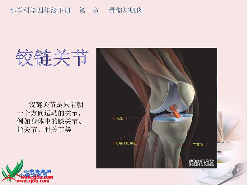 苏教科学四下《1.2关节》课件07