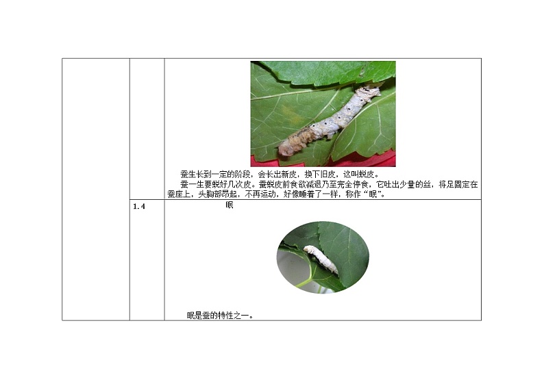 三年级下册科学教案 第二单元  第2课   蚕的生长变化（教科版）03