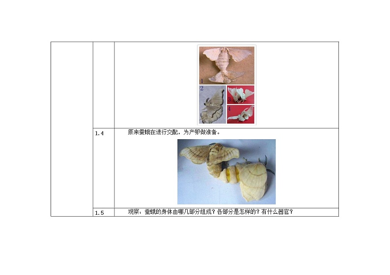 三年级下册科学教案 第二单元  第4课   蛹变成了什么（教科版）03