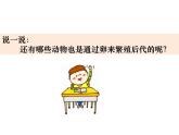 2-2《认识其他动物的卵》优质课件