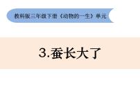 教科版 (2017)三年级下册动物的一生3.蚕长大了教课ppt课件