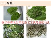 2-3《蚕长大了》优质课件