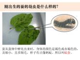 2-3《蚕长大了》优质课件