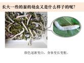 2-3《蚕长大了》优质课件