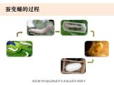 2-4《蚕变了新模样》优质课件