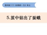 2-5《茧中钻出了蚕蛾》优质课件