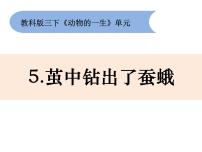 小学科学教科版 (2017)三年级下册5.茧中钻出了蚕蛾说课ppt课件