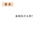 2-5《茧中钻出了蚕蛾》优质课件