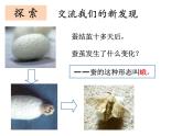 2-5《茧中钻出了蚕蛾》优质课件