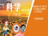 5《植物的果实》课件