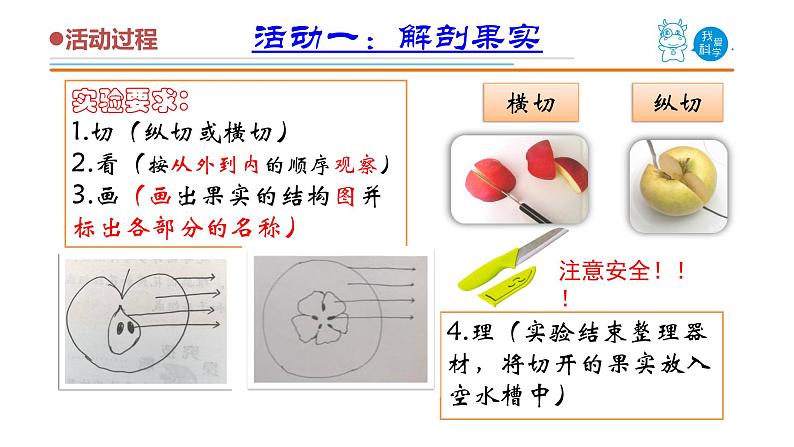 5《植物的果实》课件04