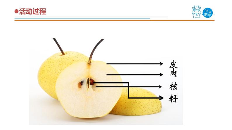 5《植物的果实》课件07