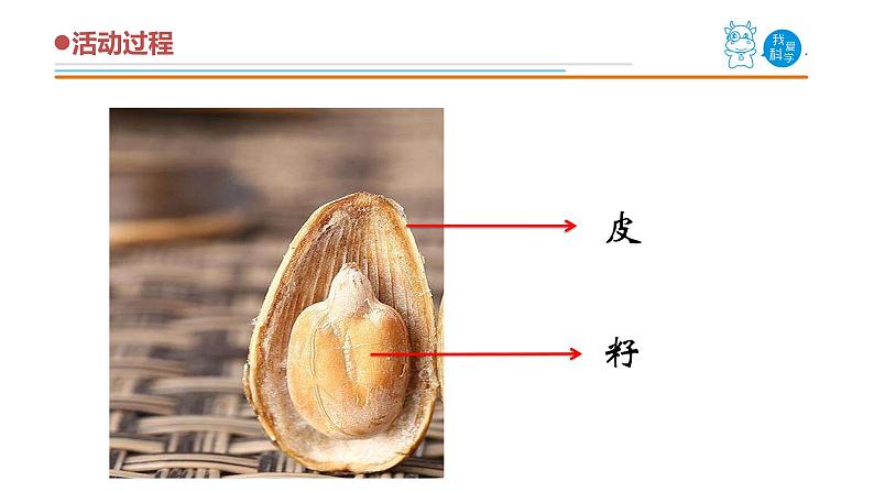 5《植物的果实》课件08