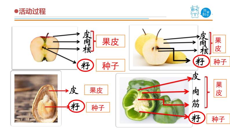 小学科学青岛版 (五四制2017)三年级上册5 植物的果实完美版课件ppt