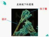 5.面包发霉了 课件