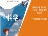 15《不同環(huán)境中的植物》課件