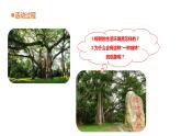 15《不同環(huán)境中的植物》課件